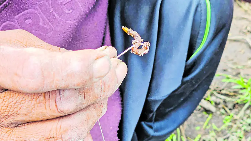 La lombriz como carnada
